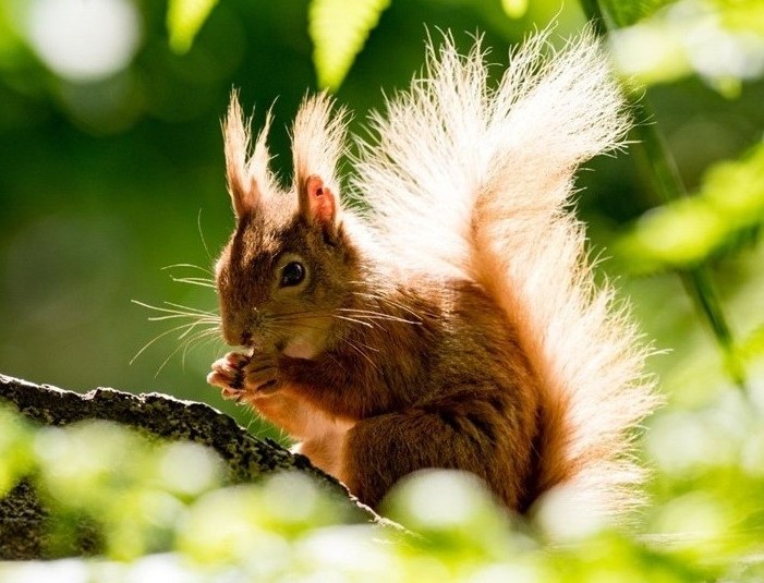 Red Squirrel UK Red Squirrel UK