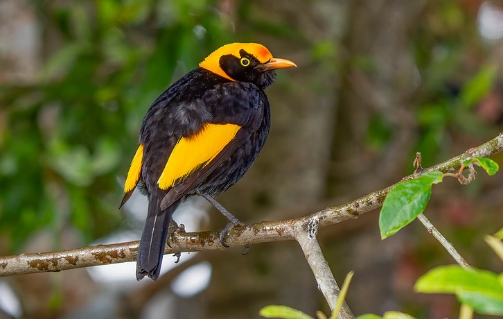 Regent Bowerbird - Qld - Australia Regent Bowerbird - Qld - Australia
