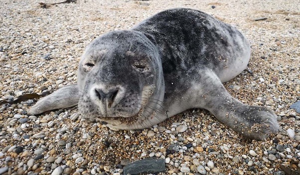 A rescued seal pup in Cornwall UK