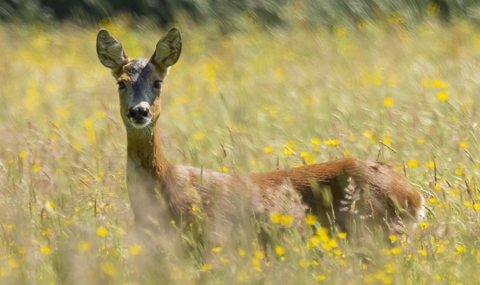 Roe Deer Scotland