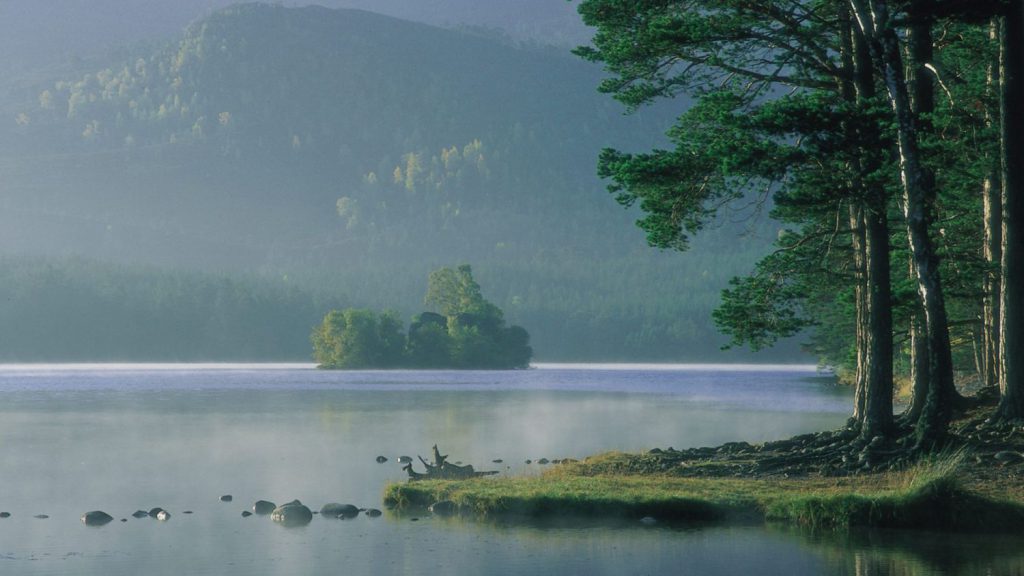 Rothiemurchus Forest Scotland