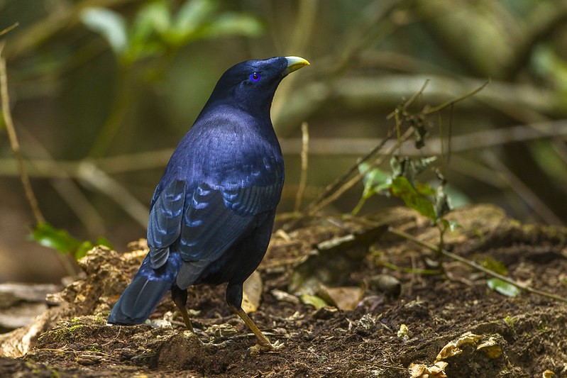 Satin Bowerbird Qld Australia Satin Bowerbird Qld Australia