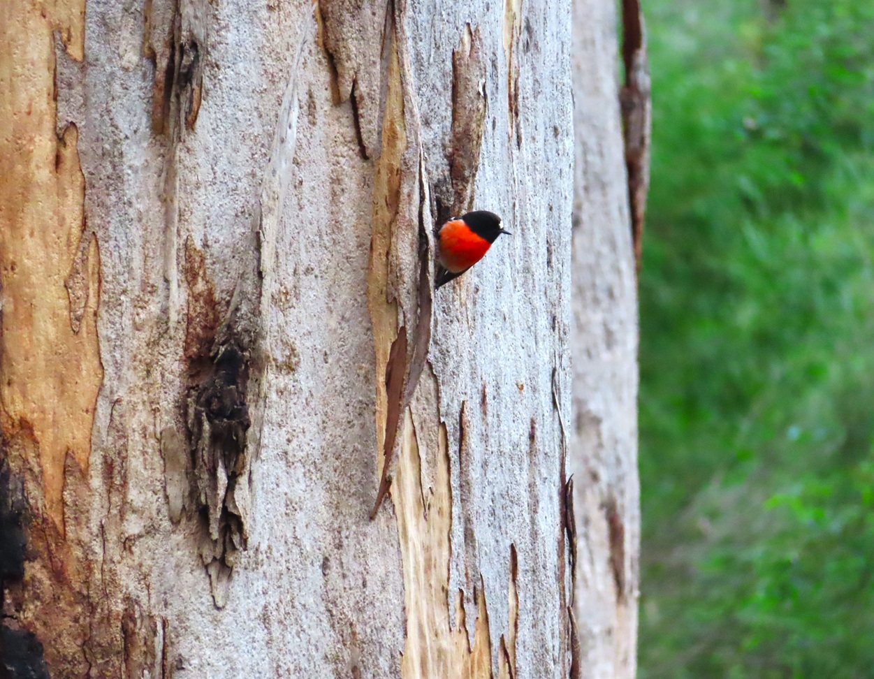 Scarlet Robin at Boranup on Caves Road Scarlet Robin at Boranup on Caves Road