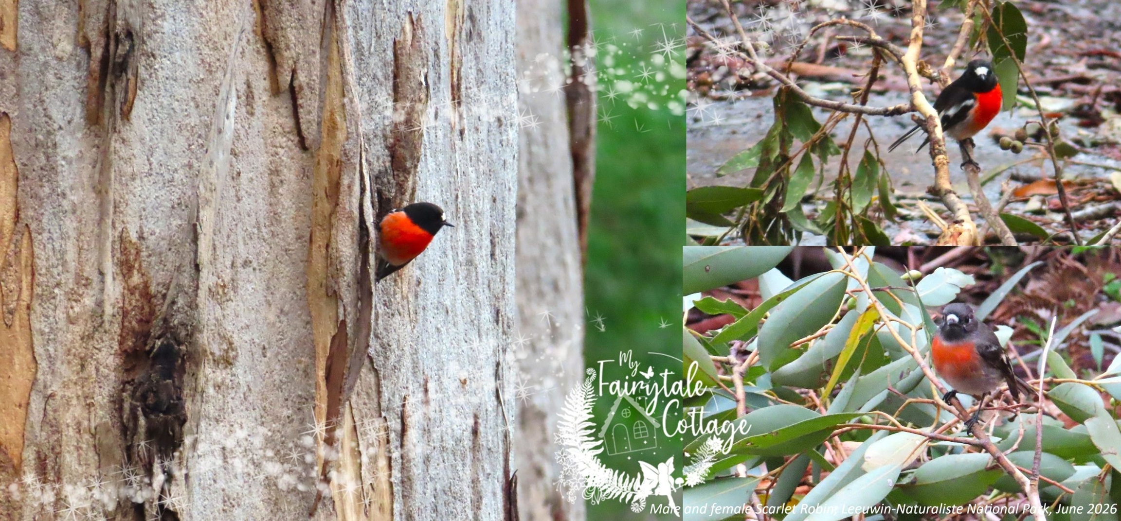 Scarlet Robin Leeuwin-Naturaliste National Park WA Scarlet Robin Leeuwin-Naturaliste National Park WA