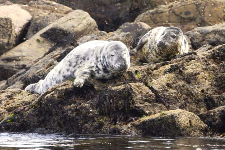 Seals Cornwall UK
