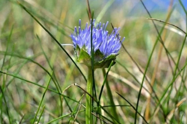 Sheep's Bit or Bluebonnet Ireland Sheep's Bit or Bluebonnet Ireland