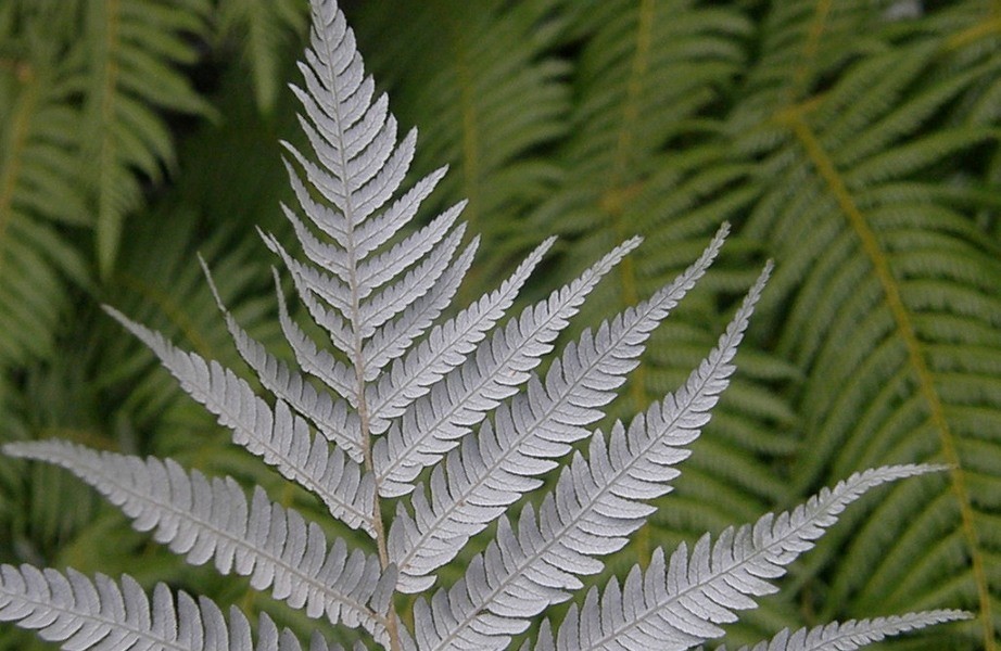 Silver Fern or Ponga - Cyathea dealbata - New Zealand Silver Fern or Ponga - Cyathea dealbata - New Zealand