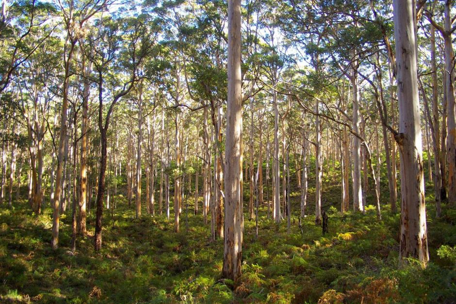 Karri Forest at Beedleup Karri Forest at Beedleup
