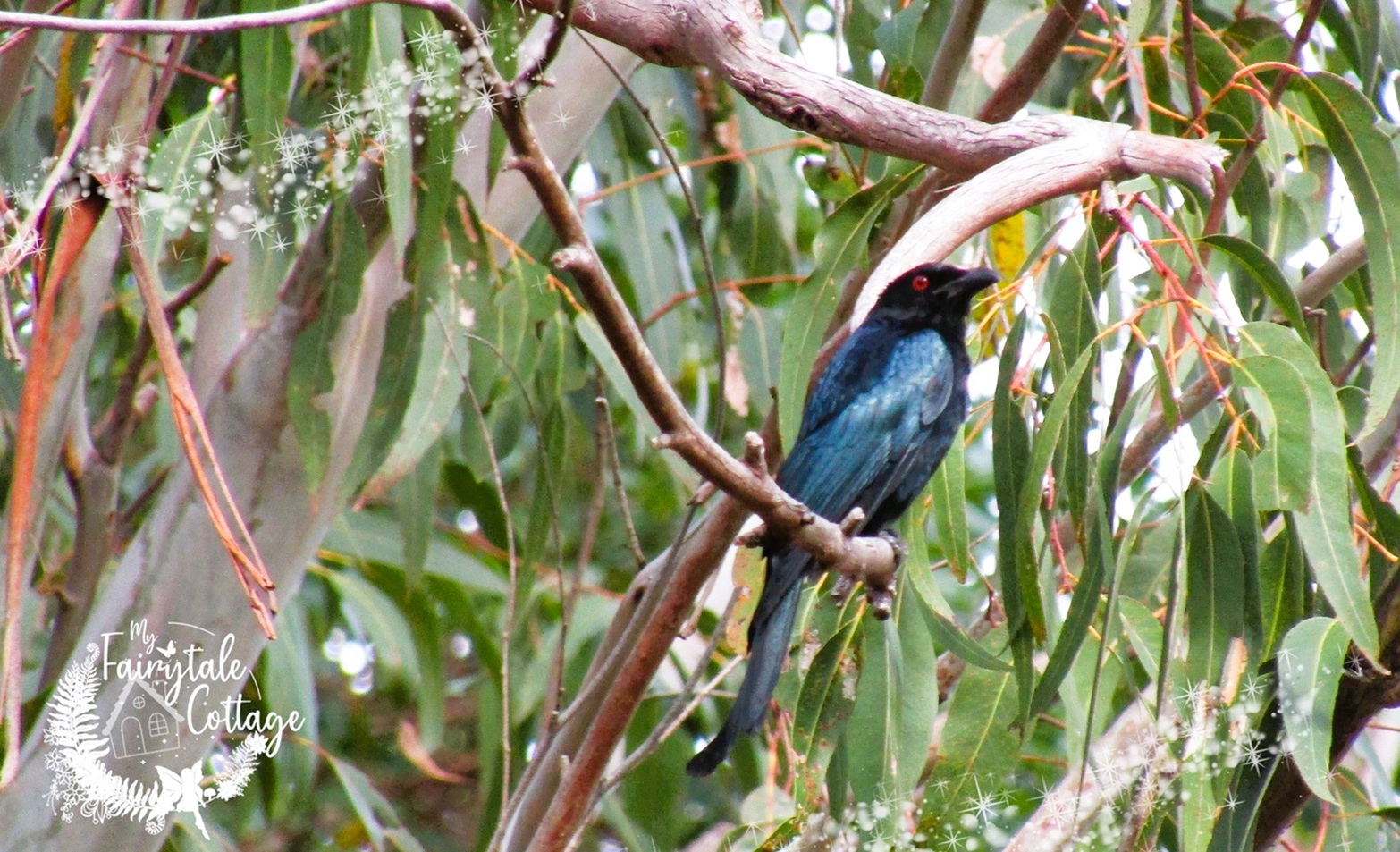 Spangled Drongo in the magical forest
