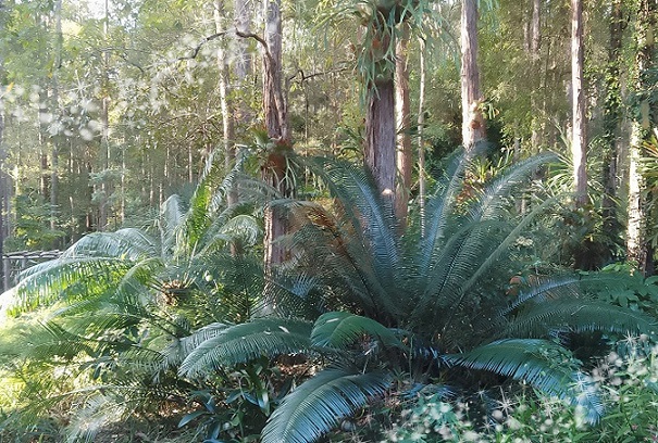 Stringybark Cottage Garden Eumundi Qld Australia Stringybark Cottage Garden Eumundi Qld Australia