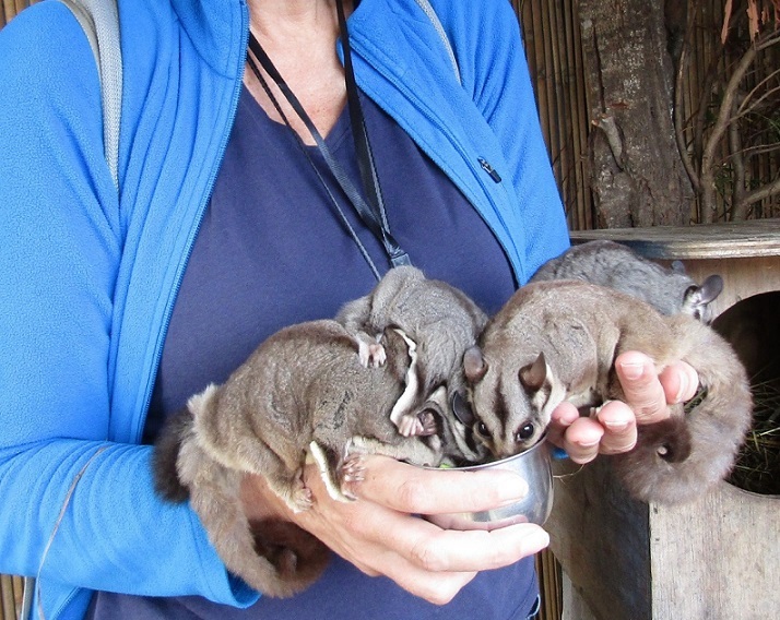 Sugar Glider Experience Tasmania Sugar Glider Experience Tasmania