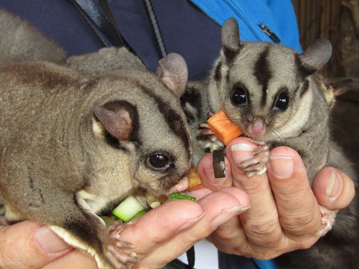 Sugar Glider Experience Tasmania Sugar Glider Experience Tasmania