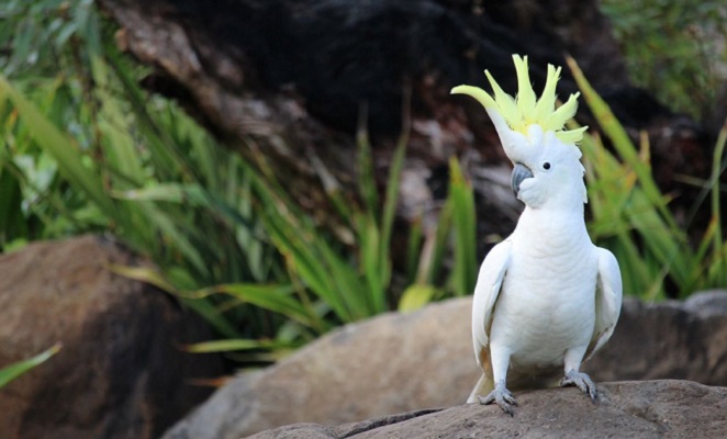 Sulfur Crested Cockatoo Qld Australia Sulfur Crested Cockatoo Qld Australia