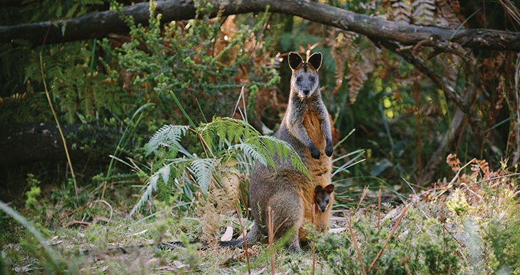 Swamp Wallaby Australia