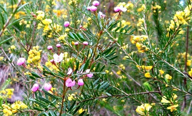 Sydney Wildflowers NSW Australia Sydney Wildflowers NSW Australia