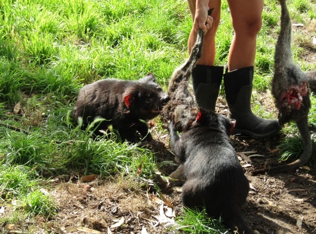 Tasmanian Devil Feeding Demonstration - Eastcoast Natureworld Tamania Australia