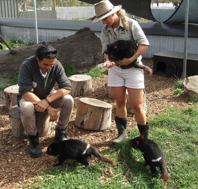 Tasmanian Devil Encounter - Eastcoast Natureworld - Tasmania Australia