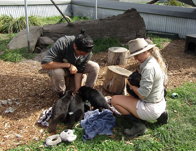 Tasmanian Devil Encounter - Eastcoast Natureworld - Tasmania Australia