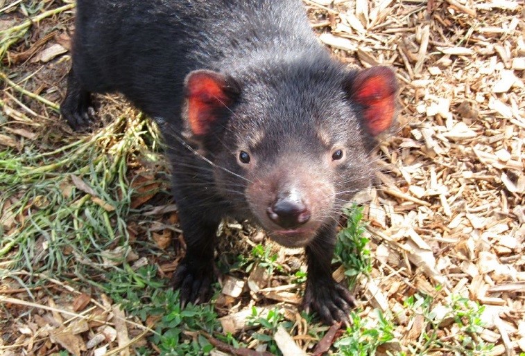 Tasmanian Devil Encounter - Eastcoast Natureworld - Tasmania Australia