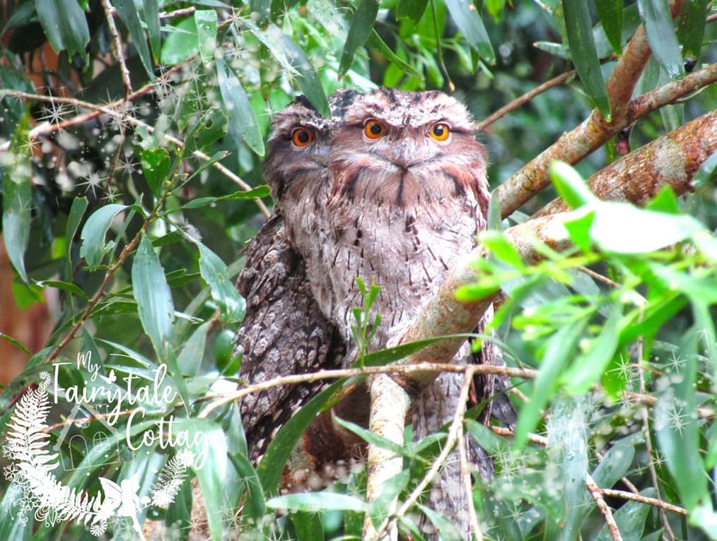 Tawny mother and two babies 2024