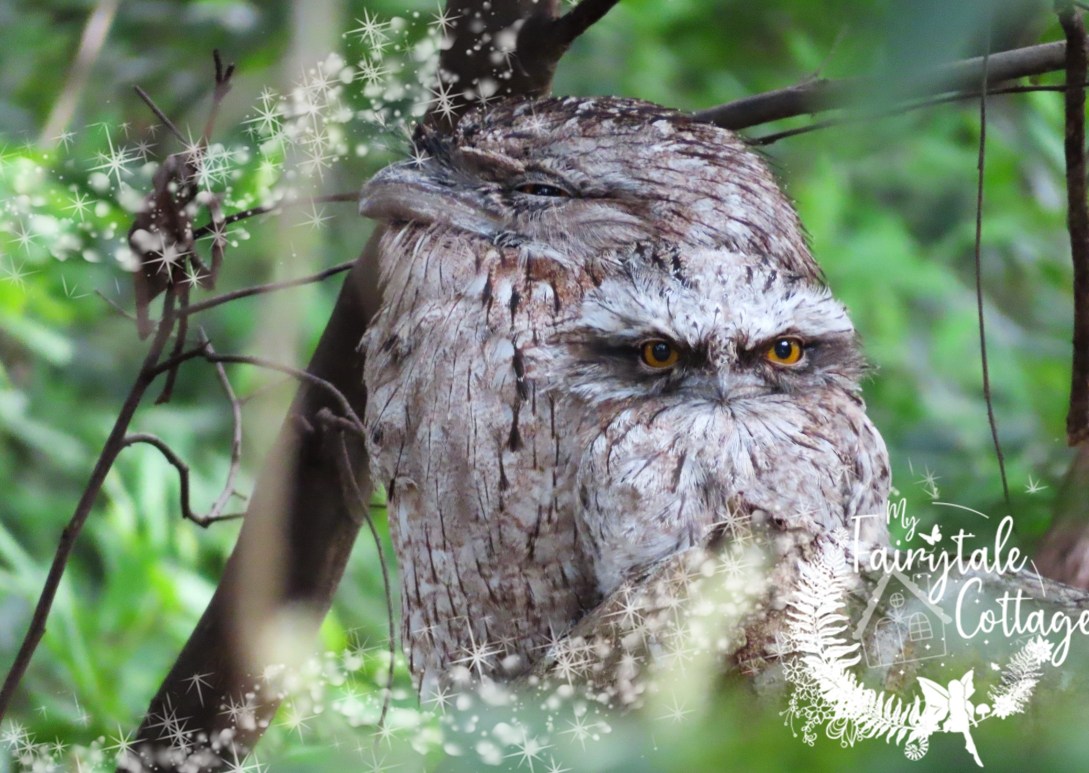 Tawny Frogmouth Family at our Cottage