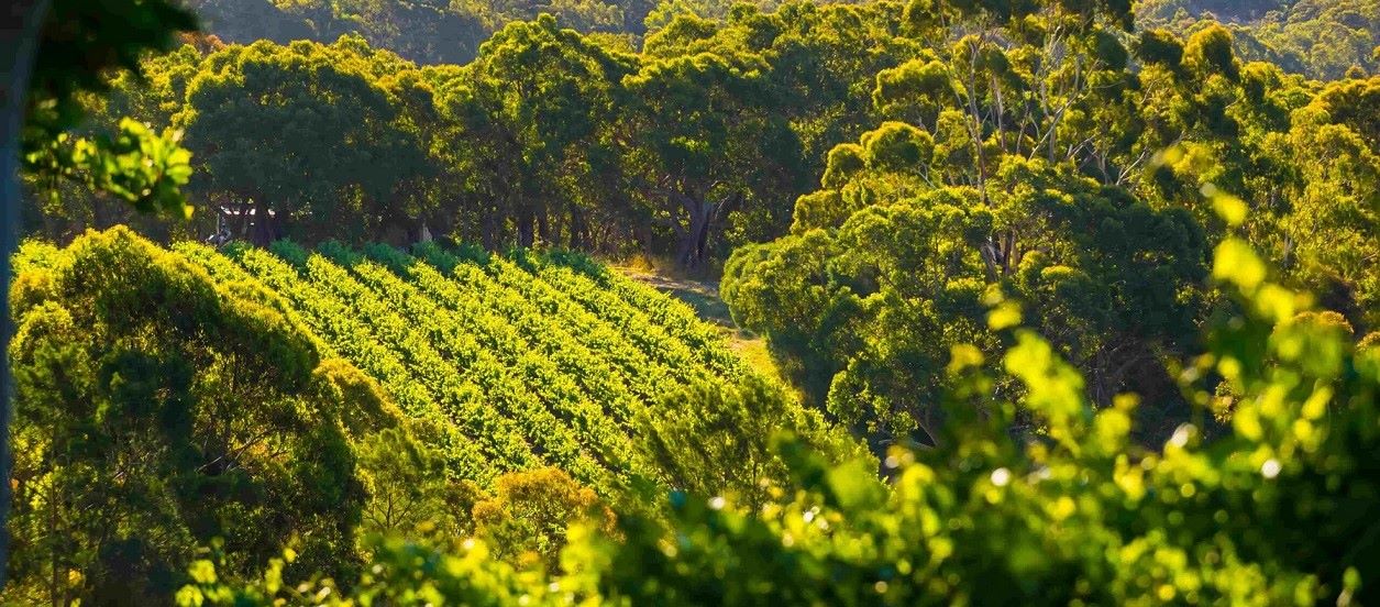 The Adealide Hills SA AU