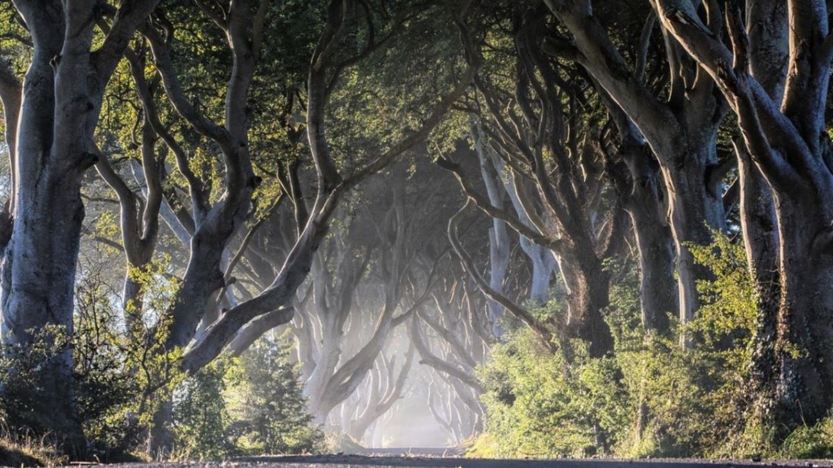 The Dark Hedges Atrim Northern Ireland