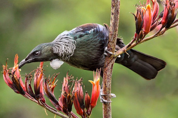 Tui Bird - New Zealand Tui Bird - New Zealand