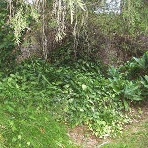 Arrow vines and weeds