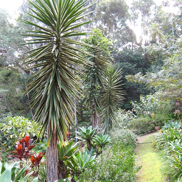 Exotic weeds in our garden