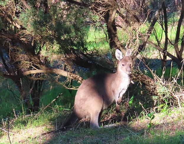 Western Grey Kangaroo at Yallingup Western Grey Kangaroo at Yallingup