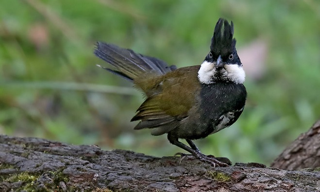 Eastern Whipbird Qld Australia Eastern Whipbird Qld Australia