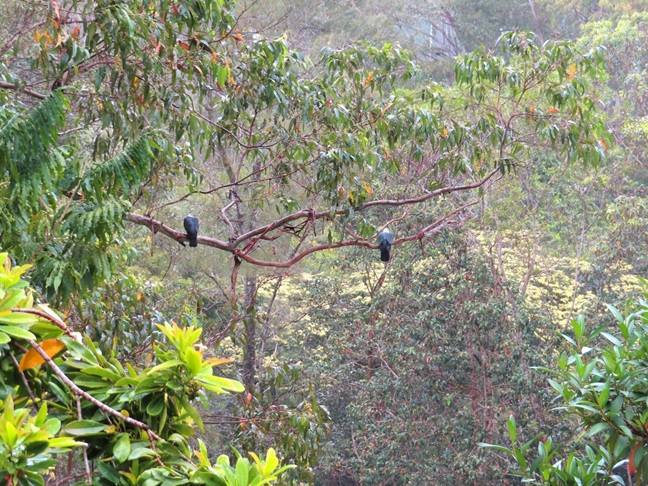 White Headed Doves look out over our forest