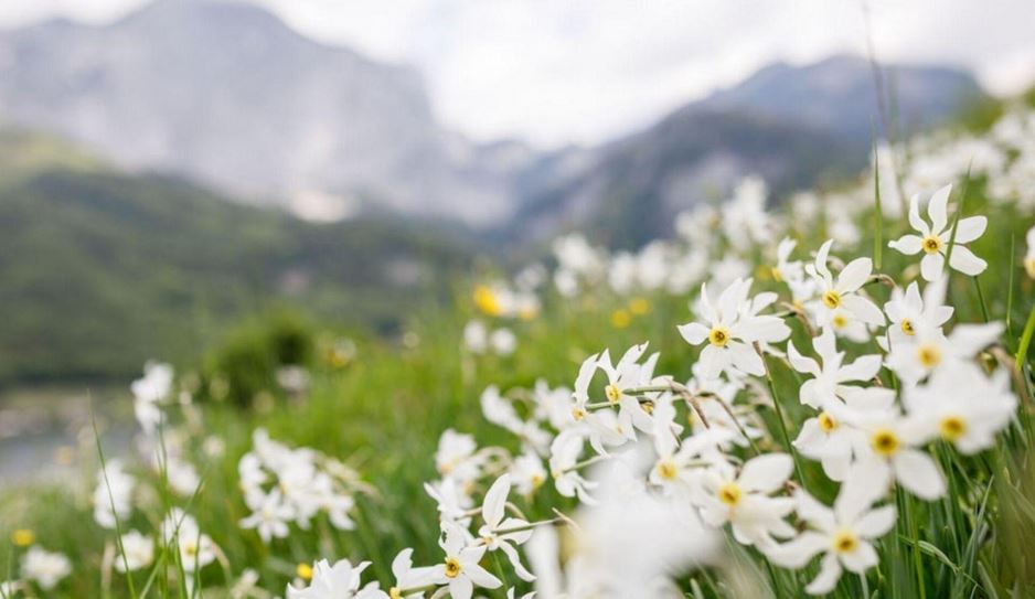 Narcissus Flower Meadow Bad Aussee Austria