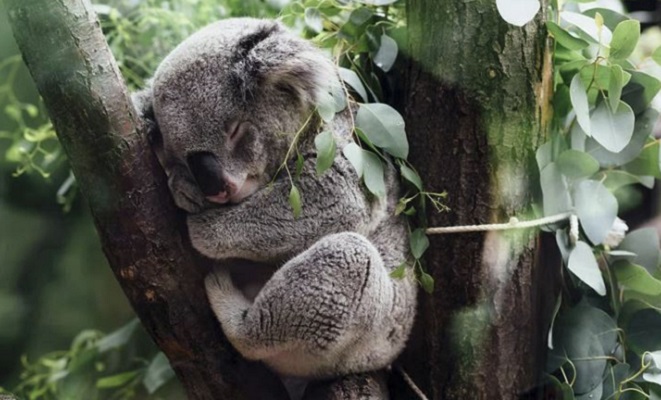 Wildlife Tour & Blue Mountains Bush Walk Wildlife Tour & Blue Mountains Bush Walk