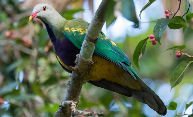 Woompoo Fruit Dove Qld Australia Woompoo Fruit Dove Qld Australia
