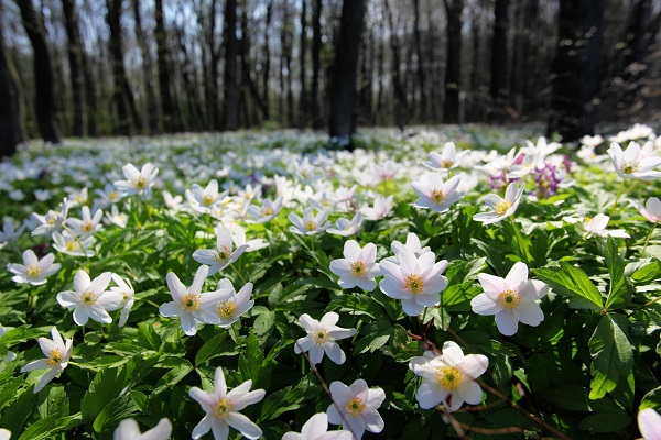 Wood Anemone Scotland
