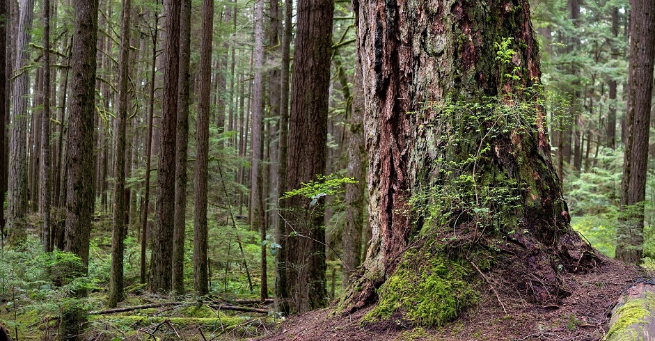 Woods of the Sunshine Coast Canada