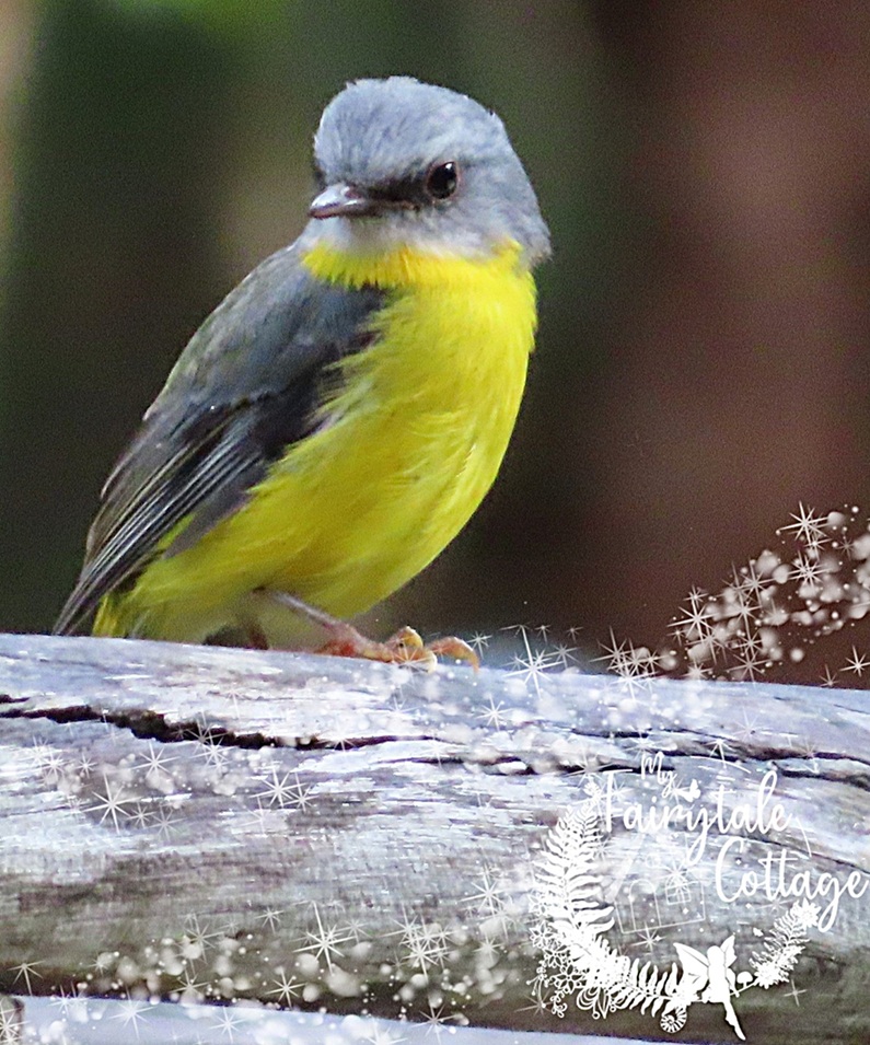 Yellow Robin at My Fairytale Cottage